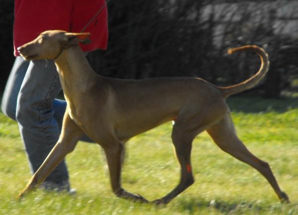 vicoridge iron man | Pharaoh Hound 