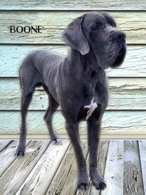 Boondock "Boone" Blue Moon Kaiser Hollas Schwartz | Great Dane 