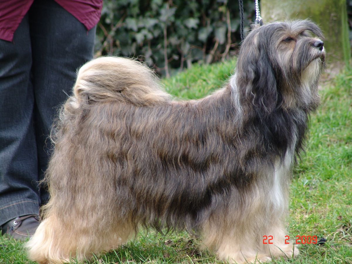 SILVERIDGE UNCAGED WOMAN | Tibetan Terrier 