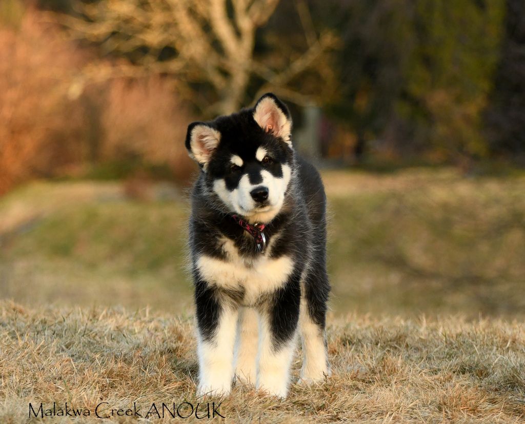 Malakwa Creek Anouk | Alaskan Malamute 