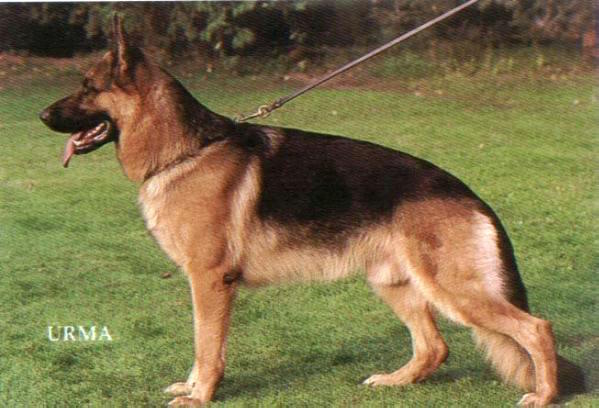 Eros von der Luisenstraße | German Shepherd Dog 