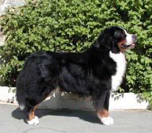 Vanadis du Haras de la Vergne | Bernese Mountain Dog 