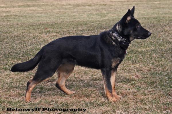 Morganti vom Germelhaus | German Shepherd Dog 