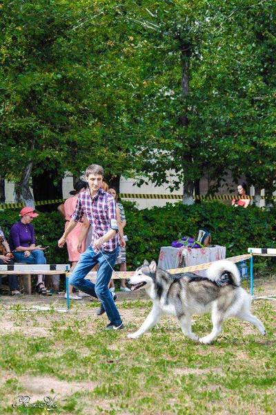 Kollekciya Maiskoy Imperii Jagr | Alaskan Malamute 