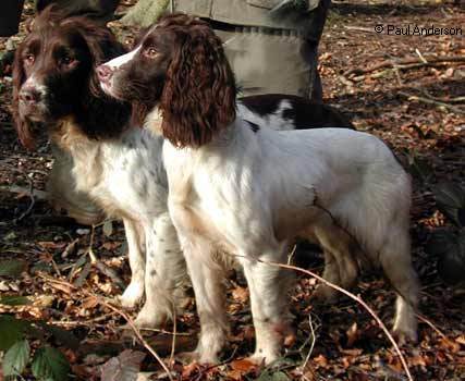 Clarbourgh Amy | English Springer Spaniel 