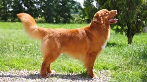 Red Passion | Nova Scotia Duck Tolling Retriever 