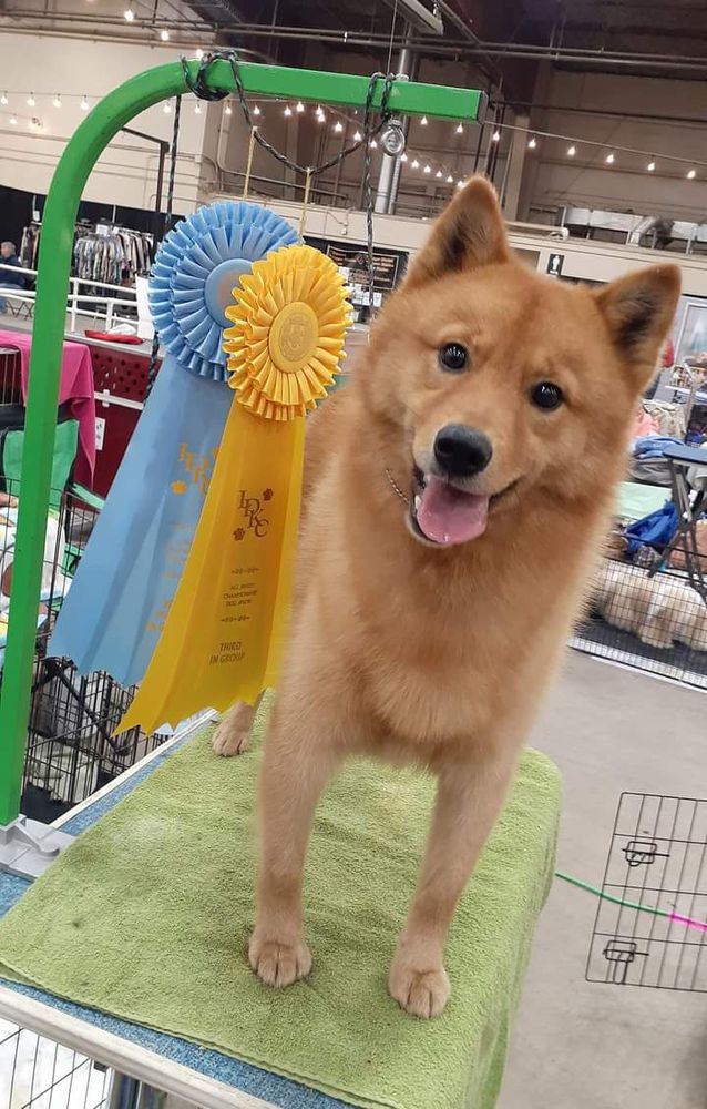 Pikkinokka's Smoke 'n Silver | Finnish Spitz 