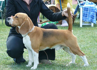 Széphegyi Szimat Oli | Beagle 