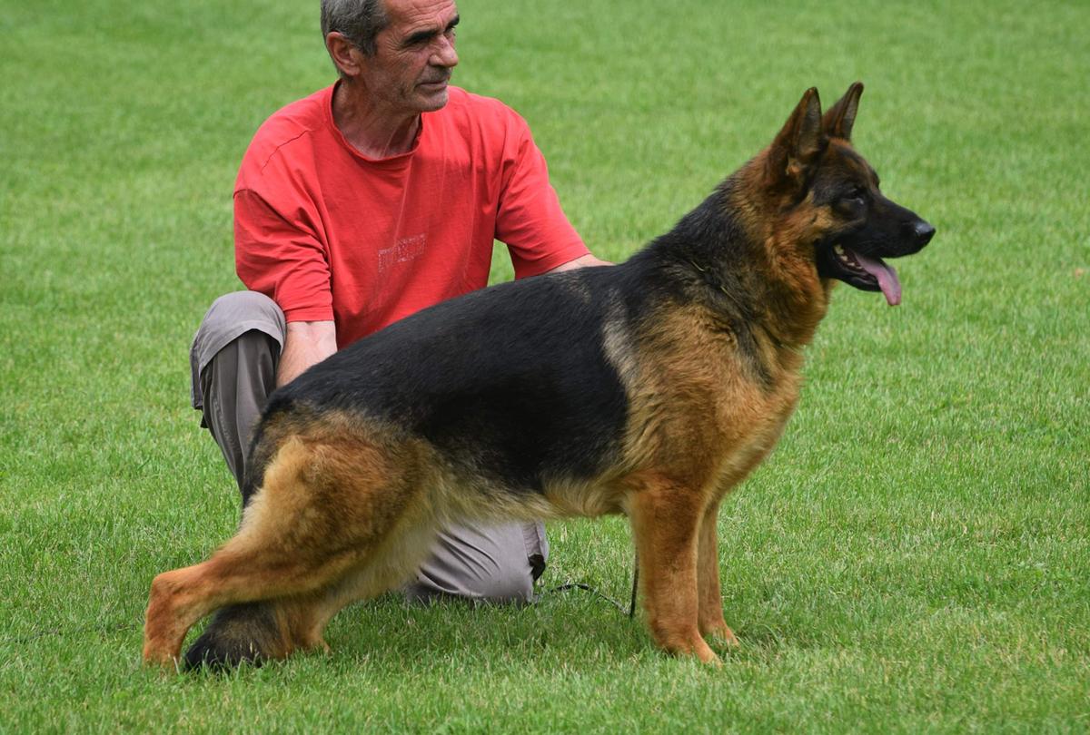 Jolyn Vom Naisshof | German Shepherd Dog 