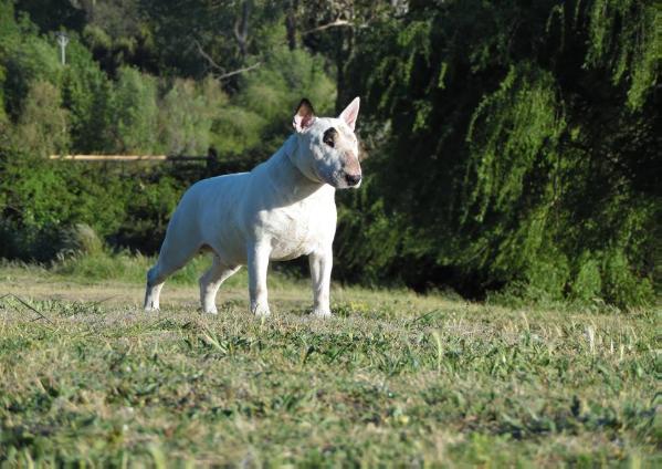 Maximilian Bulltron | Bull Terrier 