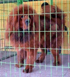 BAAL DALONG OF JING XI KENNEL | Tibetan Mastiff 