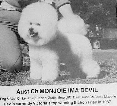 Monjoie Ima Devil | Bichon Frise 