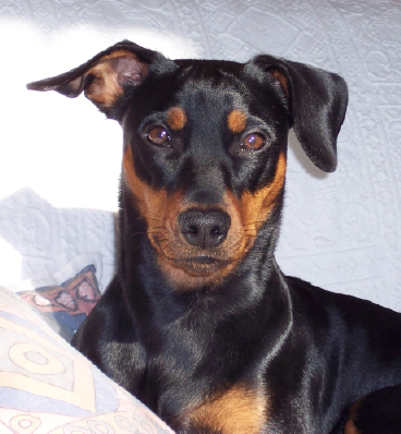 Anna vom Haus Olympia | German Pinscher 