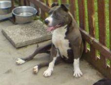 Buffy du vendocre | American Staffordshire Terrier 