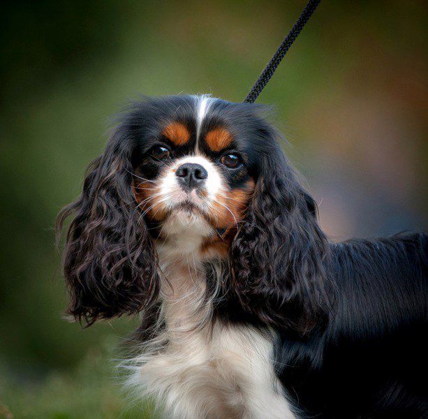 Ulma ot Fidelis Et Fortis | Cavalier King Charles Spaniel 