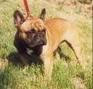 Beatyfull Casper Family Diana | French Bulldog 