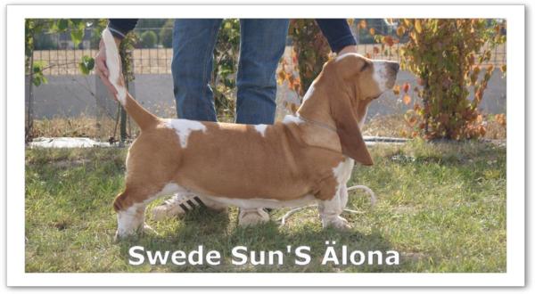 Swede sun's alona | Basset Hound 