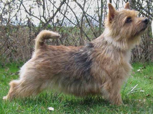 Abraxas E.T.'s Elfe Moon | Norwich Terrier 