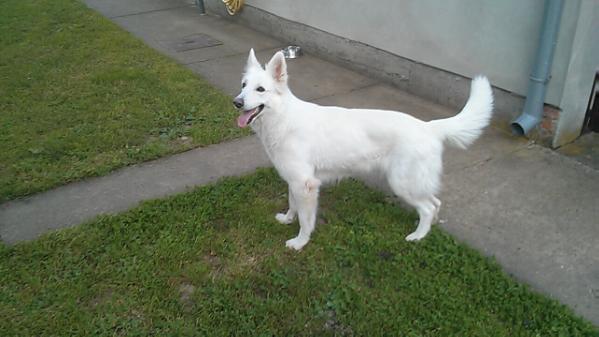 Aska od Bosanskih Bisera | White Swiss Shepherd Dog 