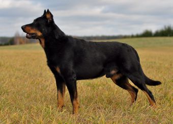 Dorian du Mas Roc Maria | Beauceron 