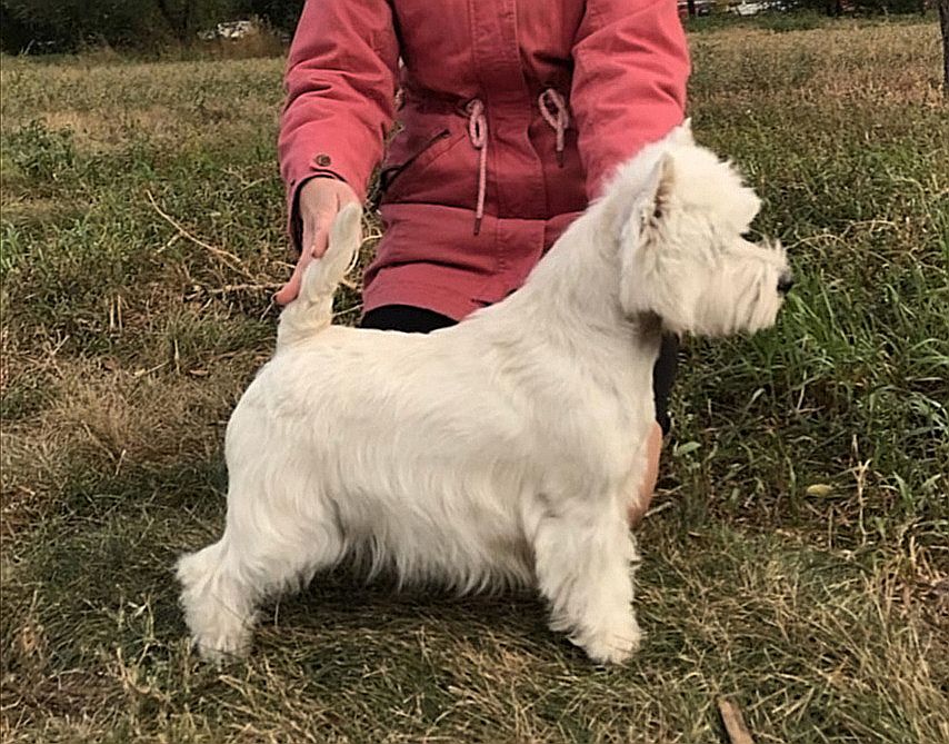 Bonlemar Yunona | West Highland White Terrier 