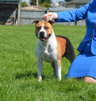 Zaliamstaff Thrill O Th Chase | American Staffordshire Terrier 