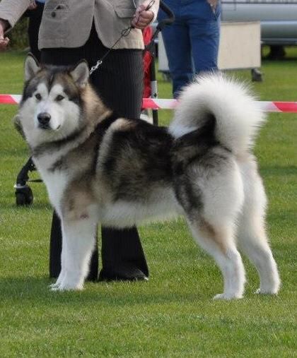 Stormchaser Polar Express | Alaskan Malamute 