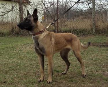 Valeri Cibo | Belgian Malinois 