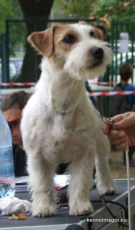 LOVER JACK  Magor | Jack Russell Terrier 