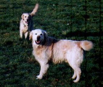 Ritzilyn Billy Gumbo | Golden Retriever 