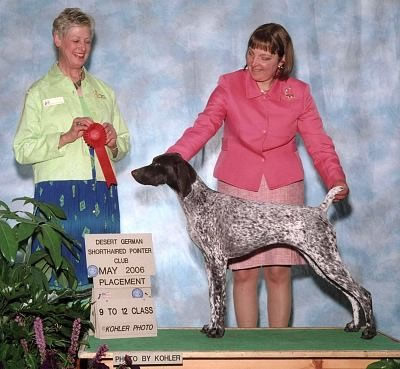 Robin Crest Echo Of Glory | German Shorthaired Pointer 