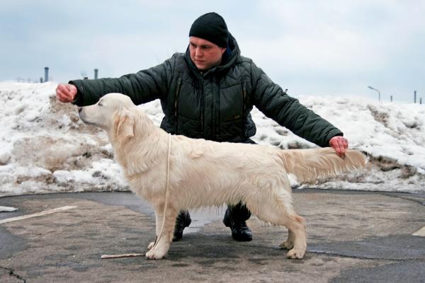 Salandaterra Divine Donatello | Golden Retriever 