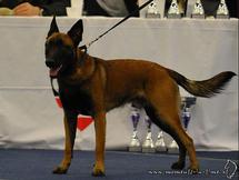 Chester Spirit of Graz | Belgian Malinois 