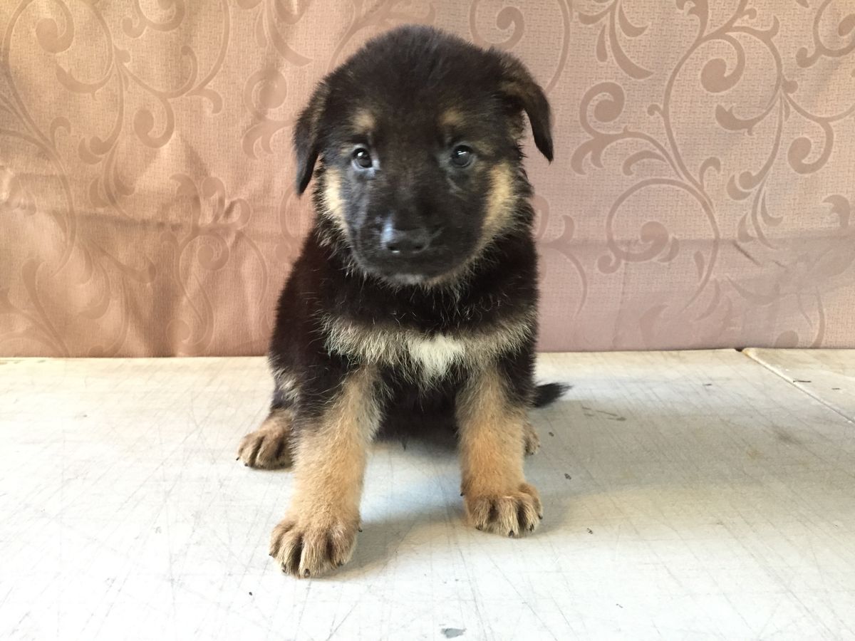 Anga Vom Pariag | German Shepherd Dog 
