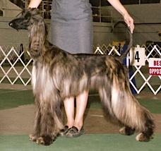Jolie Haute Couture | Afghan Hound 