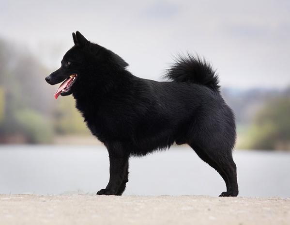 Tarebi's Barnabasch | Schipperke 