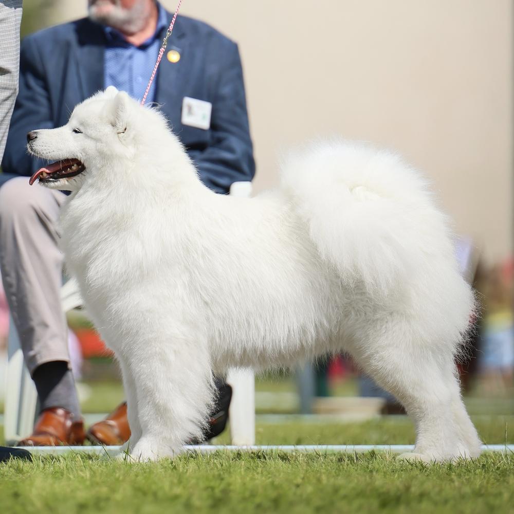 SMILING SNOWBALL Valentine Sunrise | Samoyed 