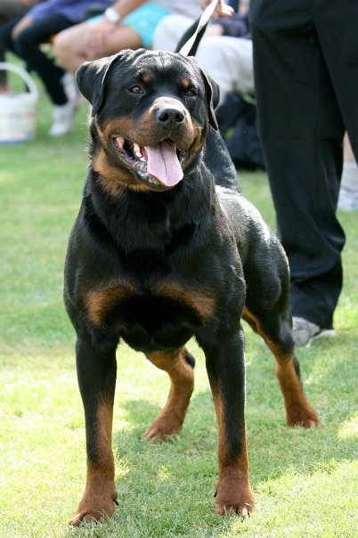 Gondor from House Hertog | Rottweiler 