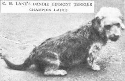 Laird [C.H. Lane's] | Dandie Dinmont Terrier 