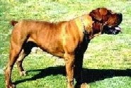 Zantah Boston | African Boerboel 