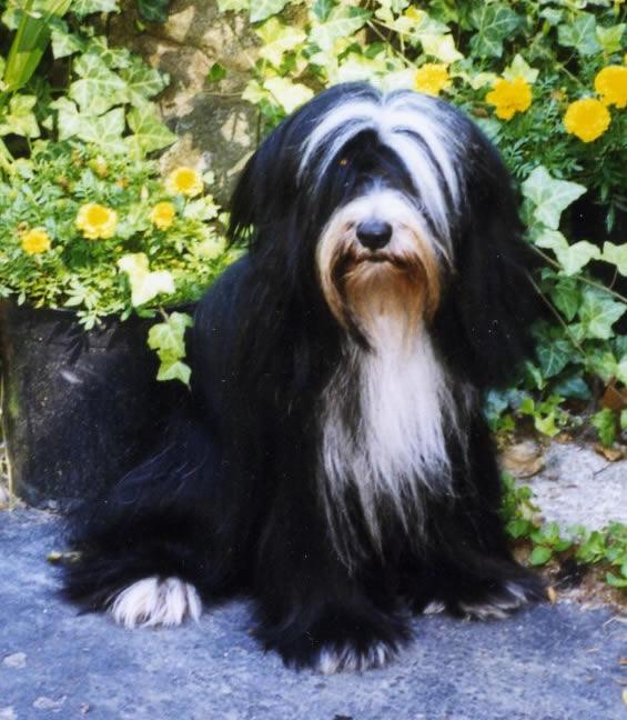 KIARA WICKET'S TNT | Tibetan Terrier 