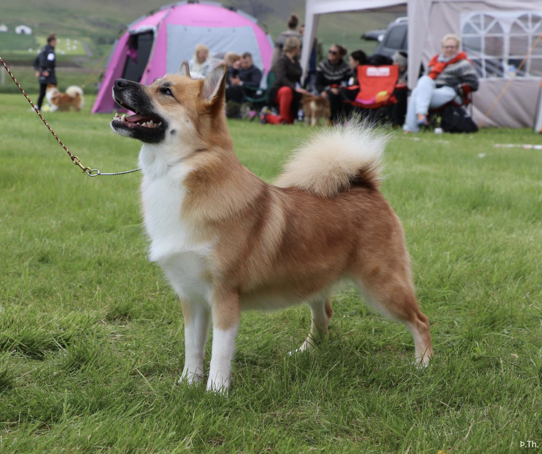 Fagrahvamms Ásynja | Icelandic Sheepdog 