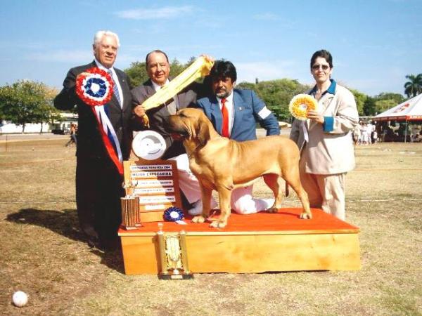 Sete Luas do Sul Kingu Luana | Fila Brasileiro 