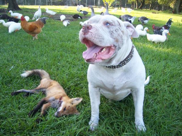 Old Orchard's Lex Luther (Catahoula Bulldog) | American Bulldog 