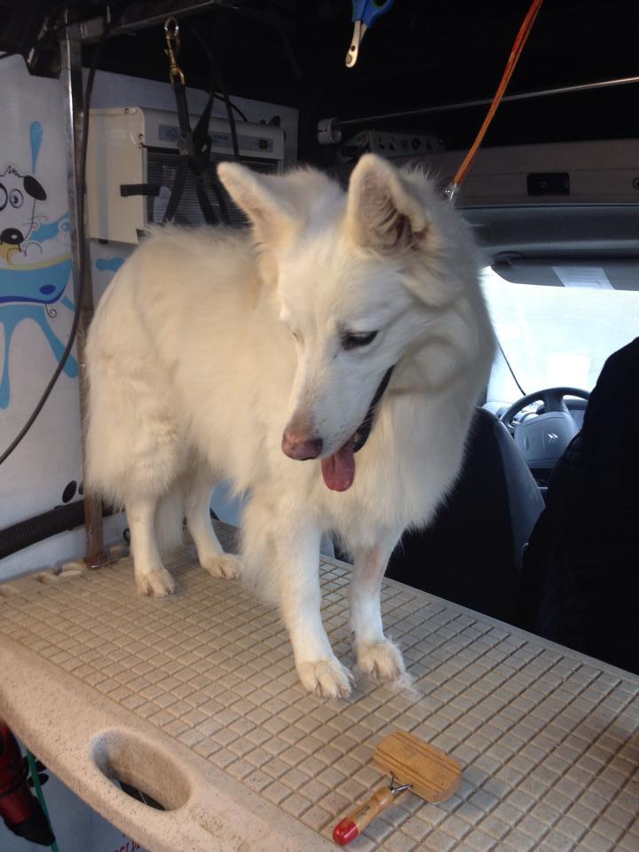 Shaina du domaine des Closières | White Swiss Shepherd Dog 