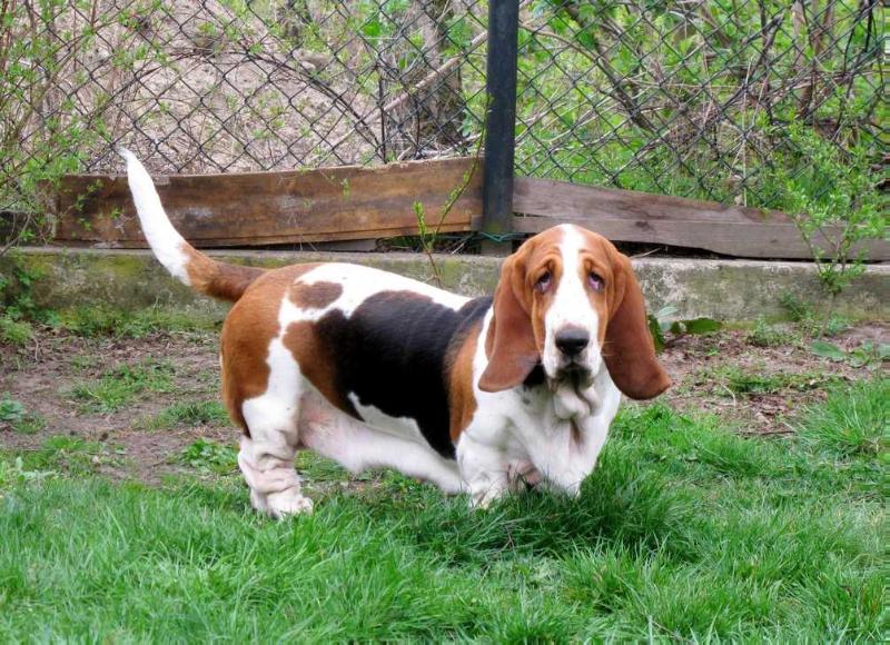 Kaszmirka Klan Piegowatych | Basset Hound 