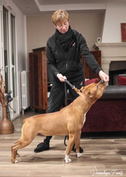 NIX MOOSE HONKY TONG de la Maison d'Este | American Staffordshire Terrier 