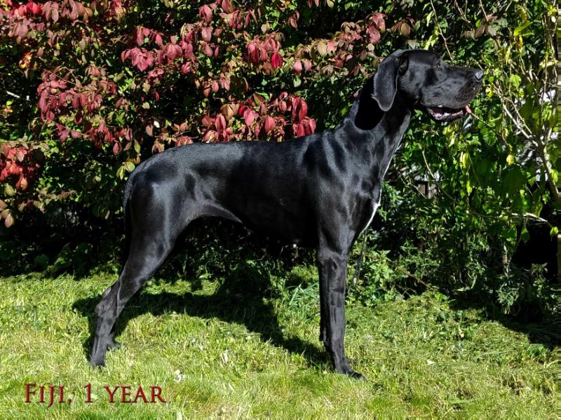 Autumn Royal Toes In The Sand | Great Dane 