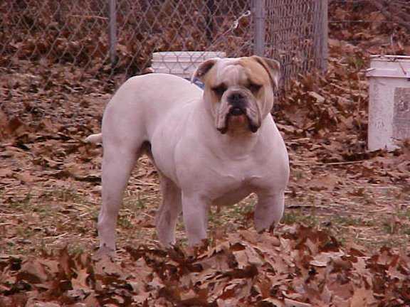 Brave Heart's Full Monty 2 PH-0.35/0.41 | Olde English Bulldogge 