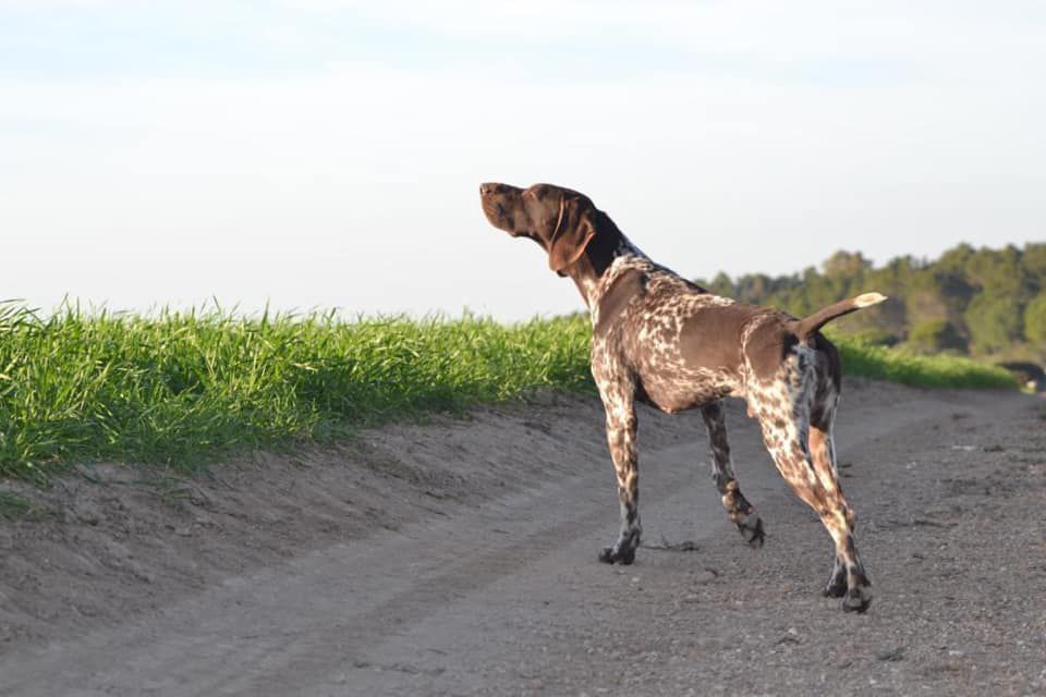 Nescafe du Rio Parana | German Shorthaired Pointer 